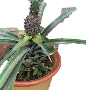 凤梨苗台湾金钻菠萝苗子带果盆栽大号南北方耐寒庭院矮化水果树苗