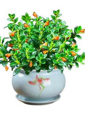 绿植盆栽室内阳台田园风格皮实换