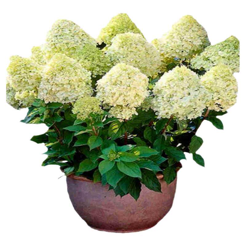 圆锥绣球花苗月光石灰灯香草草莓