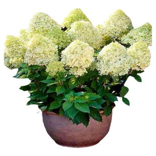 圆锥绣球花苗魔幻月光石灰灯香草草莓八仙花盆栽花卉阳台庭院植物