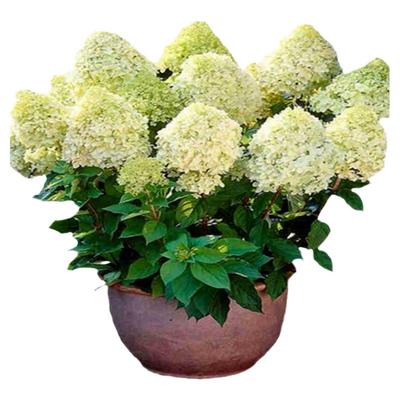 圆锥绣球花苗月光石灰灯香草草莓