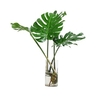 龟背竹水培带根开背老桩办公室内净化空气吸甲醛四季常青水养植物