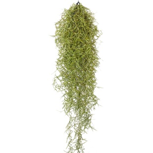 松萝空气凤梨悬挂无土植物老人须雨林造景吊挂装饰垂吊绿植吸甲醛