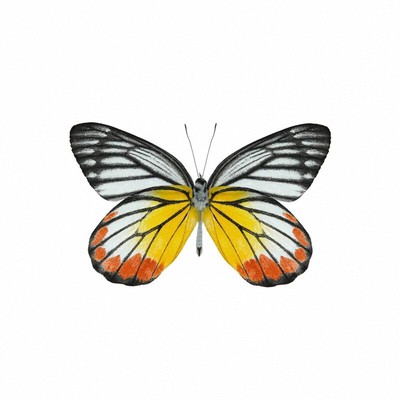 真蝴蝶原蝶优越斑粉蝶未展翅蝴蝶