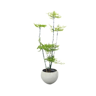 大型南天竹老桩南天竺禅意造型绿植庭院造景阳台客厅室内植物盆栽