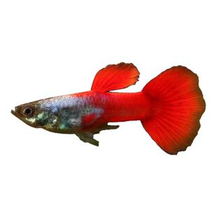 白金红尾孔雀鱼象耳孔雀鱼练手纯种凤尾好养耐活胎生鱼直接生小鱼