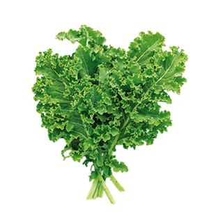 摘不败绿羽衣甘蓝苗秧四季盆栽紫羽衣粉羽衣甘蓝种子盆栽带土球