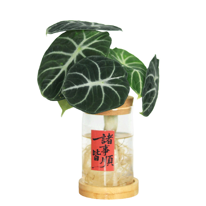 情绪稳定桌面水培小盆栽