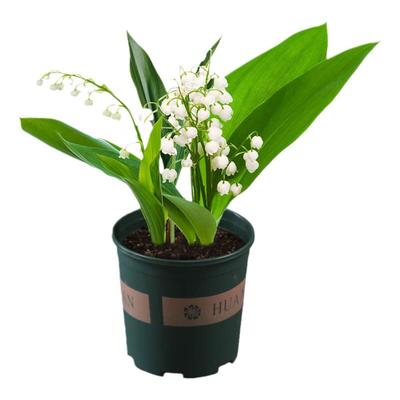 浓香型铃兰带芽花苗多年生盆栽植物花卉室内阳台耐阴植物好养易活