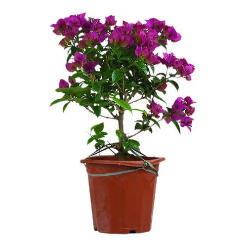 多色三角梅盆栽植物带花发货庭院爬藤大苗好养易活净化空气花卉苗
