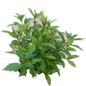 麻叶泽兰盆栽大苗 多年生宿根灌木杀菌植物庭院阳台花卉耐寒包邮