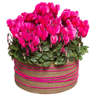 海蒂的花园迷你仙客来趣味阳台多年生花期长耐阴花卉盆栽苗年宵花