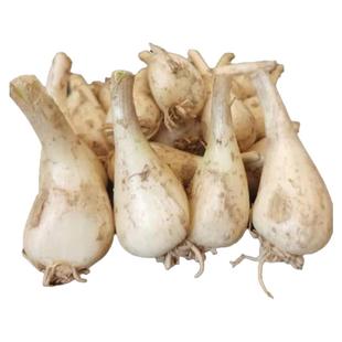 荞头新鲜现挖茭头腌制农家自种蔬菜无叶叫头种子教头江西大个藠头