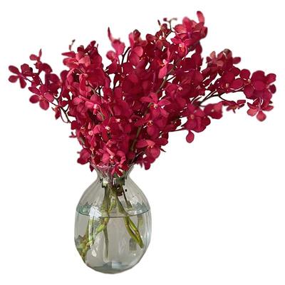 洋兰千代兰鲜花室内插花进口花