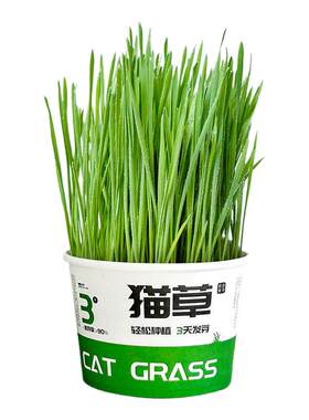 猫草盆栽猫咪罐头水培无土