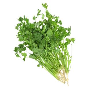 秋后种的蔬菜种子葱种耐寒冬季阳台盆栽菠菜香菜生菜甘蓝种籽大全