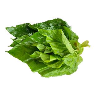 蚕宝宝活物学生养蚕套装新鲜桑叶现摘蚕桑饲料叶大小蚕嫩桑树苗