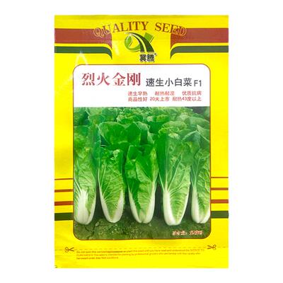 四季奶油快菜种子小白菜菜籽