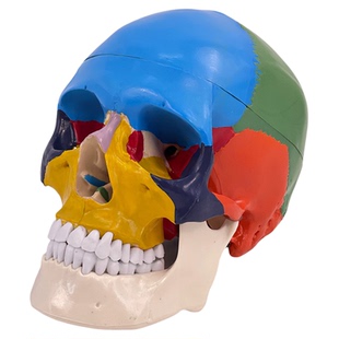 人体头颅骨着色模型 彩色头骨性分离模型带颈椎上色区分22块区域