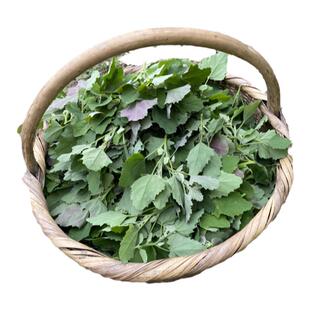 新鲜野生灰灰菜现货应季现摘现发秦岭农家野菜藜菜时令蔬菜野菜