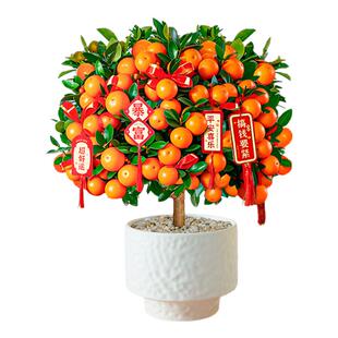 金桔树盆栽小橘子客厅树苗可食用带果四季室内果树绿植花卉桔子树