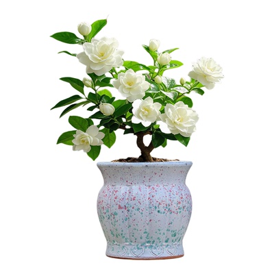 三角梅大口径花盆陶瓷多肉法师