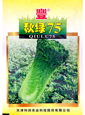 秋绿天津青麻长筒型叶菜