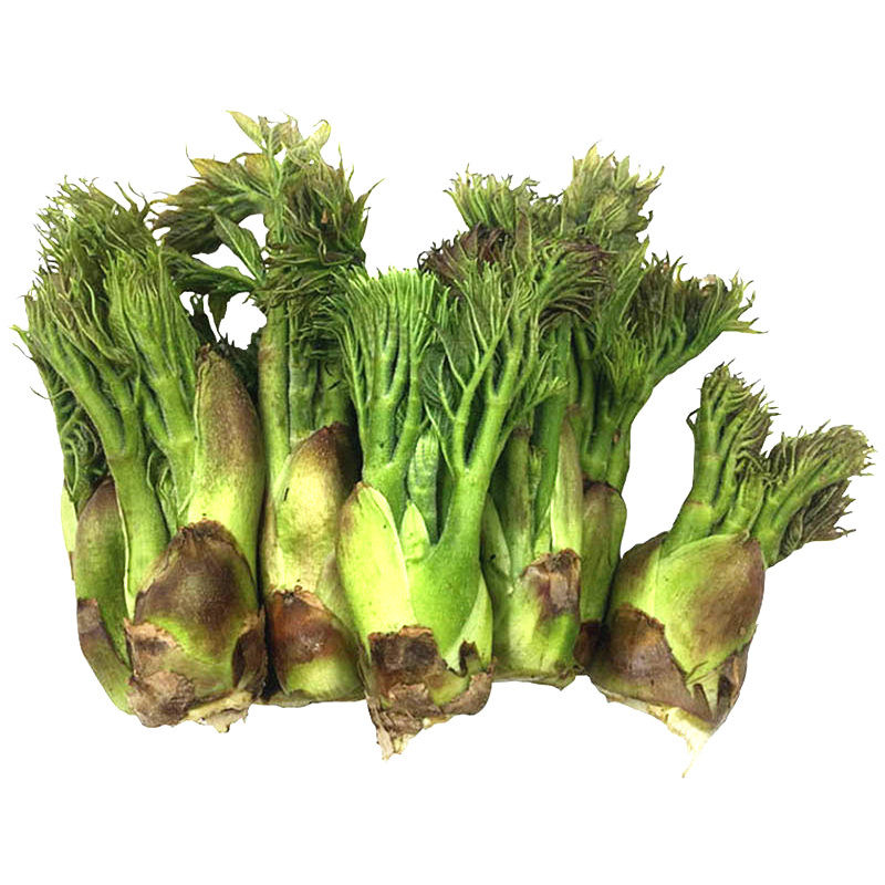 东北长白山野菜新鲜刺老芽
