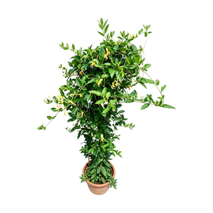 金银花苗耐热耐寒植物鸳鸯藤树苗爬藤攀援花卉浓香金银花盆栽食用