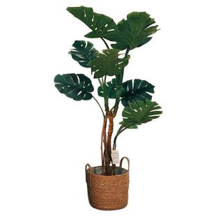 龟背竹客厅大盆栽老桩大叶室内大型落地绿植物高级感懒人好养盆景