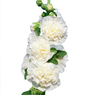 花彩重瓣蜀葵花苗盆栽阳台庭院室外花境线性植物好养花期长耐寒