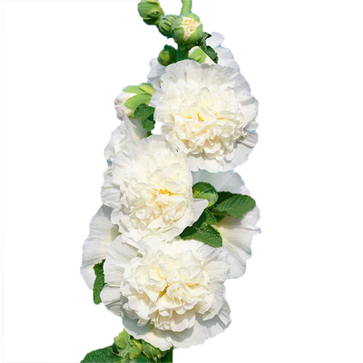 花彩蜀葵盆栽庭院花境植物