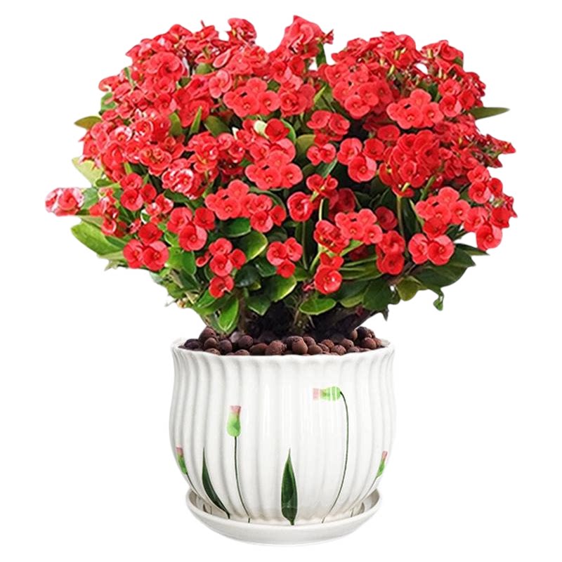 铁海棠虎刺梅盆栽大叶大花客厅室内绿植阳台花卉喜阳植物四季开花