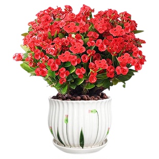 铁海棠虎刺梅盆栽大叶大花客厅室内绿植阳台花卉喜阳植物四季开花