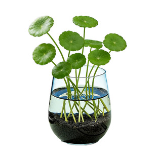 小花农招财进宝铜钱草种植杯送亲朋好友祝福卧室办公桌摆件易养活