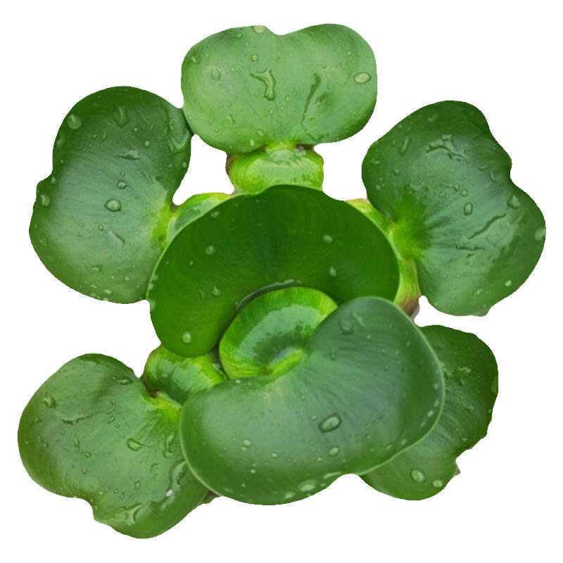 水葫芦水芙蓉圆心萍养鱼缸造景净化水质水生植物池塘养殖浮萍水草