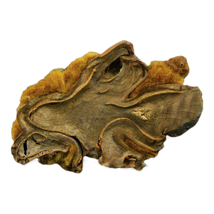 狗脊中药材静萱正品金毛狗脊粉强脊扶筋狗青苟青非野生烫炒黄狗脊