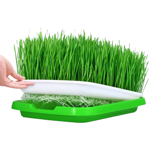 猫草籽小麦种子小麦草种大麦种黑麦苗水培芽苗菜薄荷草种盆栽种植