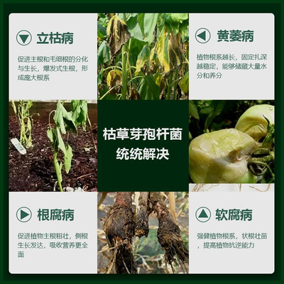 500亿克枯草芽孢杆菌微生物菌剂改良土壤生根壮苗促/