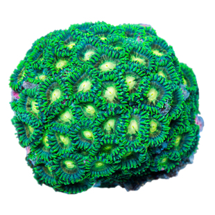 大种纽扣幻彩纽扣拼盘艾伦之眼多头纽扣软体珊瑚静风听海生物店