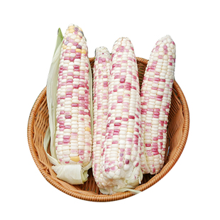 密花甜糯3号特高产糯米玉米种子彩甜糯优质糯玉米种籽官方旗舰店