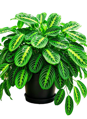 【稀有锦叶】叶蝉竹芋盆栽孔雀青苹果飞羽耐阴室内桌面观叶绿植