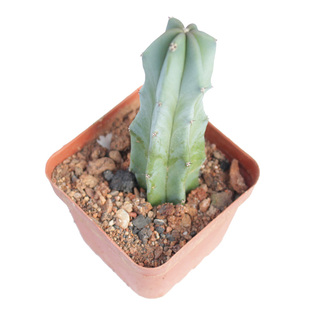 龙神木仙人柱多肉 创意沙生植物小盆栽 蓝柱室内开花绿植阳台造景