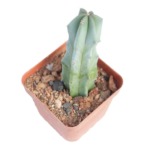 龙神木仙人柱多肉 创意沙生植物小盆栽 蓝柱室内开花绿植阳台造景