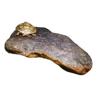 爬虫箱天然石头造景晒台 蜘蛛蜥蜴乌龟蝎子蜈蚣鱼蛇生态栖息地