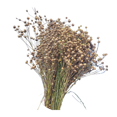 新亚麻籽穗胡麻穗造景穗仓鼠小宠零食逗鼠棒谷穗麦穗小米穗包邮