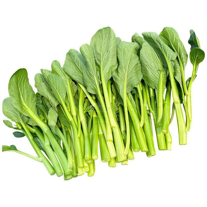 广东四九菜心种子种籽菜苔甜菜心春季四季蔬菜孑菜籽菜种秋季南方