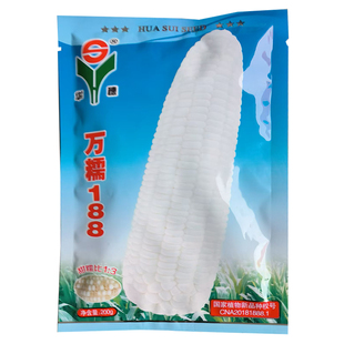 华穗万糯188白甜糯玉米种子抗病高产南北方春夏播种鲜食玉米种籽