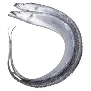 特大带鱼新鲜冷冻整箱10斤礼盒装舟山野生渤海湾刀鱼鲜活海鱼海鲜