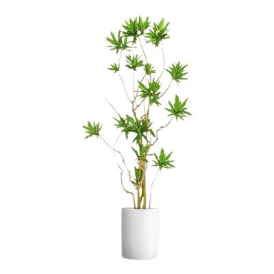 百合竹客厅绿植室内大型盆栽